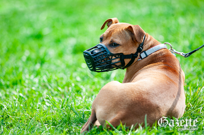 Dog wearing outlet a muzzle